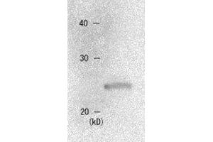 Western Blotting (WB) image for anti-Chromobox Homolog 1 (CBX1) (AA 176-185) antibody (ABIN2452034) (CBX1 Antikörper  (AA 176-185))