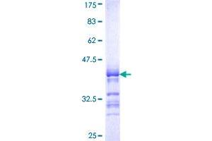 SIGLEC6 Protein (AA 371-453) (GST tag)