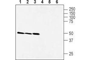 Western Blotting (WB) image for anti-Solute Carrier Family 7, (Cationic Amino Acid Transporter, Y+ System) Member 11 (SLC7A11) (AA 218-231), (Extracellular) antibody (ABIN7043751)