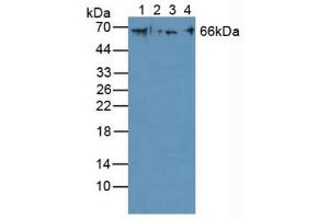 Figure. (Cytokeratin 1 Antikörper  (AA 487-644))