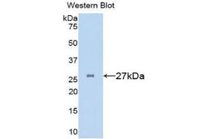 Western Blotting (WB) image for anti-Clusterin (CLU) (AA 227-447) antibody (ABIN3207141) (Clusterin Antikörper  (AA 227-447))