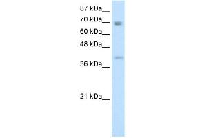 WB Suggested Anti-DLX3 Antibody Titration:  0. (DLX3 Antikörper  (N-Term))
