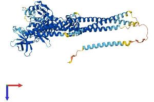 IKKi/IKKe Protein (AA 1-717) (His tag)