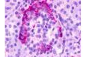 Anti-GPR35 antibody IHC of human pancreas. (GPR35 Antikörper  (Cytoplasmic Domain))