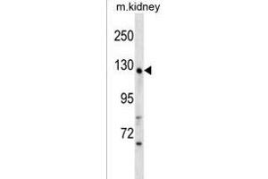 WDR64 Antibody (N-term) (ABIN1539021 and ABIN2838175) western blot analysis in mouse kidney tissue lysates (35 μg/lane). (WDR64 Antikörper  (N-Term))