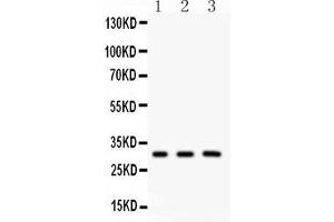 Anti- Peroxiredoxin 4 Picoband antibody, Western blottingAll lanes: Anti Peroxiredoxin 4  at 0.