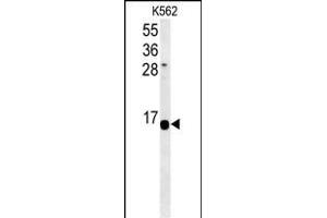 HIST1H2AK Antibody (N-term) (ABIN651540 and ABIN2840289) western blot analysis in K562 cell line lysates (35 μg/lane). (HIST1H2AK Antikörper  (N-Term))