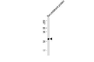 Anti-IFNA1 Antibody (C-term) at 1:2000 dilution + Recombinant protein Lysates/proteins at 20 ng per lane. (IFNA1 Antikörper  (C-Term))