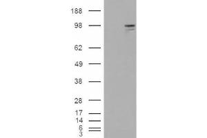 Western Blotting (WB) image for anti-Neuroligin 3 (NLGN3) (Internal Region) antibody (ABIN2466004) (Neuroligin 3 Antikörper  (Internal Region))