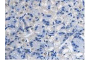 IHC-P analysis of Mouse Stomach Tissue, with DAB staining. (PCYOX1 Antikörper  (AA 249-505))
