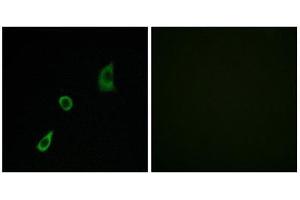 Immunofluorescence (IF) image for anti-Fibroblast Growth Factor 23 (FGF23) (Internal Region) antibody (ABIN1850385) (FGF23 Antikörper  (Internal Region))