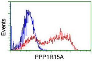 HEK293T cells transfected with either RC200581 overexpress plasmid (Red) or empty vector control plasmid (Blue) were immunostained by anti-PPP1R15A antibody (ABIN2455567), and then analyzed by flow cytometry. (GADD34 Antikörper)