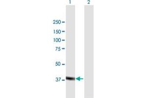 Western Blot analysis of MAPK11 expression in transfected 293T cell line by MAPK11 MaxPab polyclonal antibody.