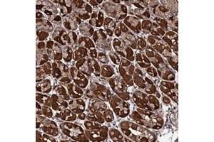 Immunohistochemical staining of human stomach with FAM96A polyclonal antibody  shows strong cytoplasmic positivity in glandular cells at 1:200-1:500 dilution.