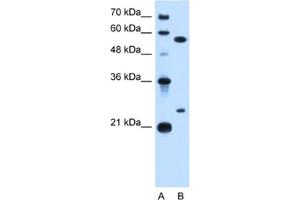 Western Blotting (WB) image for anti-LOC728331 (LOC728331) antibody (ABIN2462912) (LOC728331 Antikörper)