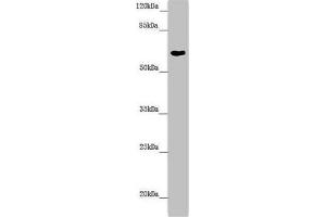Western blot All lanes: FMO5 antibody at 6. (FMO5 Antikörper  (AA 1-285))