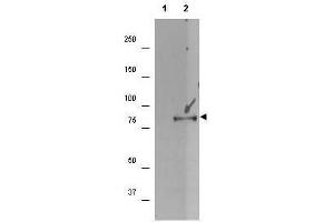 Western blot using  affinity purified anti-p90 RSK1 pS732 antibody shows detection of a band ~90 kDa in size corresponding to phosphorylated p90 RSK1 (arrowhead) in EGF stimulated (lane 2) HEK293T cell lysates prepared from cells grown in the absence of serum for 12 h. (RPS6KA1 Antikörper  (C-Term, pSer732))