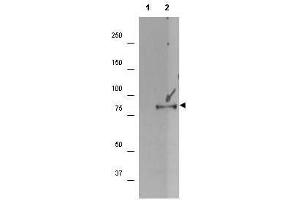 Western blot using  affinity purified anti-p90 RSK1 pS732 antibody shows detection of a band ~90 kDa in size corresponding to phosphorylated p90 RSK1 (arrowhead) in EGF stimulated (lane 2) HEK293T cell lysates prepared from cells grown in the absence of serum for 12 h. (RPS6KA1 Antikörper  (pSer732))