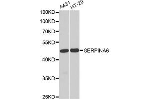 Western blot analysis of extracts of various cell lines, using SERPINA6 antibody (ABIN5973420) at 1/1000 dilution. (SERPINA6 Antikörper)