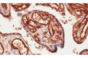 Immunohistochemical staining of human placenta tissue using anti-CD34 antibody. (Rekombinanter CD34 Antikörper)