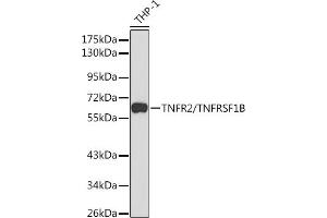 Western blot analysis of extracts of THP-1 cells, using TNFR2/TNFR2/TNFRSF1B antibody (ABIN1683061, ABIN3015125, ABIN3015126 and ABIN6213832) at 1:1000 dilution. (TNFRSF1B Antikörper  (AA 30-250))