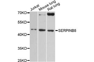 Western blot analysis of extracts of various cell lines, using SERPINB8 antibody (ABIN6291973) at 1:3000 dilution. (SERPINB8 Antikörper)