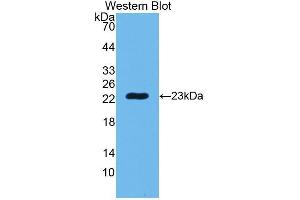 Western Blotting (WB) image for anti-Peptidoglycan Recognition Protein 1 (PGLYRP1) (AA 22-196) antibody (ABIN3204214) (PGLYRP1 Antikörper  (AA 22-196))