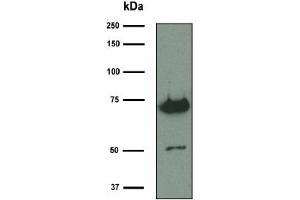 Western Blotting (WB) image for Mouse anti-Chicken IgY antibody (ABIN1107684) (Maus anti-Huhn IgY Antikörper)