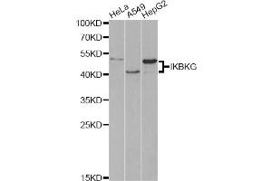 Western blot analysis of extracts of various cell lines, using IKBKG antibody (ABIN5970336) at 1/1000 dilution. (IKBKG Antikörper)