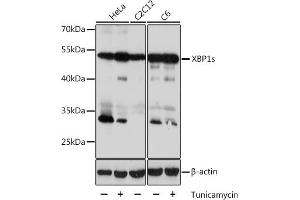Western blot analysis of extracts of various cell lines, using XBP1s antibody (ABIN7271399) at 1:1000 dilution. (XBP1 Antikörper  (AA 300-376))