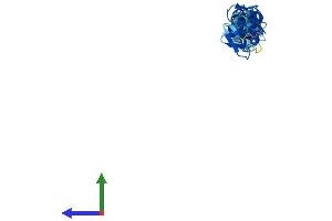 Protein Structure (PS) image for Four and A Half LIM Domains 5 (FHL5) (AA 1-284) protein (His tag) (ABIN7556254)