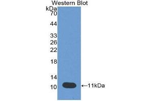 Western Blotting (WB) image for anti-Peptidase Inhibitor 3, Skin-Derived (PI3) (AA 41-117) antibody (Biotin) (ABIN1175842) (PI3 Antikörper  (AA 41-117) (Biotin))