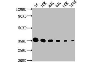 Western Blot Positive WB detected in: HA-tagged fusion protein All lanes: HA-Tag antibody at 1:5000, 1:10000, 1:20000, 1:40000, 1:80000, 1:160000 Secondary Goat polyclonal to Mouse IgG at 1/10000 dilution Predicted band size: 35 kDa Observed band size: 35 kDa (HA-Tag Antikörper)