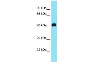 Host: Rabbit Target Name: C8orf76 Sample Type: MDA-MB-435S Whole Cell lysates Antibody Dilution: 1.