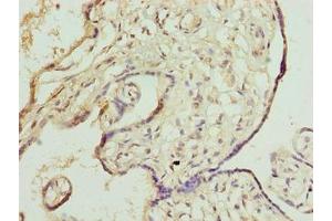 Immunohistochemistry of paraffin-embedded human placenta tissue using ABIN7150532 at dilution of 1:100 (DNAJB8 Antikörper  (AA 1-232))