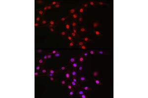 Immunofluorescence analysis of NIH/3T3 cells using MCM2 Rabbit mAb (ABIN7268538) at dilution of 1:100 (40x lens). (MCM2 Antikörper)