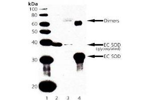 Image no. 1 for anti-Superoxide Dismutase 3, Extracellular (SOD3) antibody (ABIN363992) (SOD3 Antikörper)
