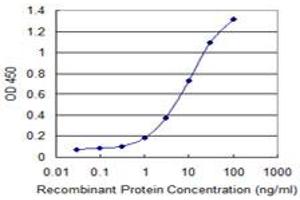 Detection limit for recombinant GST tagged POLR3B is 0. (POLR3B Antikörper  (AA 2-100))