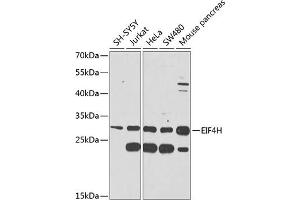 Western blot analysis of extracts of various cell lines, using EIF4H antibody (ABIN6127839, ABIN6140098, ABIN6140099 and ABIN6225288) at 1:1000 dilution. (EIF4H Antikörper  (AA 1-228))