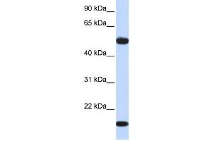 Western Blotting (WB) image for anti-Adenylosuccinate Synthase Like 1 (ADSSL1) antibody (ABIN2459196) (ADSSL1 Antikörper)