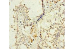 Immunohistochemistry of paraffin-embedded human testis tissue using ABIN7152960 at dilution of 1:100 (FKBPL Antikörper  (AA 1-349))