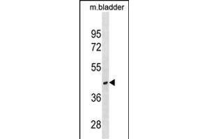 RAB40C Antibody (Center) (ABIN1537793 and ABIN2850048) western blot analysis in mouse bladder tissue lysates (35 μg/lane). (RAB40C Antikörper  (AA 122-148))