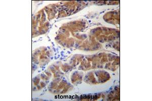MORN1 Antibody (N-term) (ABIN657283 and ABIN2846371) immunohistochemistry analysis in formalin fixed and paraffin embedded human stomach tissue followed by peroxidase conjugation of the secondary antibody and DAB staining. (MORN1 Antikörper  (N-Term))