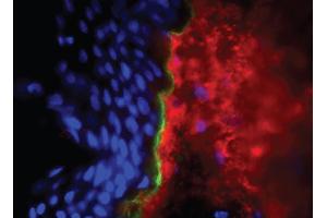 Frozen human skin tissue section was stained with Mouse Anti-Type I Collagen-UNLB, and DAPI. (Collagen Type I Antikörper  (FITC))