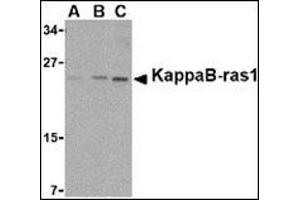 Western blot analysis of KappaB ras1 in RAW264. (NKIRAS1 Antikörper  (C-Term))