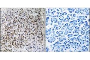 Immunohistochemistry (IHC) image for anti-Mitochondrial Ribosomal Protein L40 (MRPL40) (AA 101-150) antibody (ABIN2890055) (MRPL40 Antikörper  (AA 101-150))