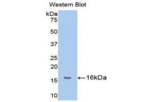 Western Blotting (WB) image for anti-Fibroblast Growth Factor Receptor 1 (FGFR1) (AA 236-362) antibody (ABIN3201622) (FGFR1 Antikörper  (AA 236-362))