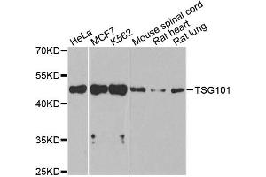 Western blot analysis of extracts of various cell lines, using TSG101 antibody. (TSG101 Antikörper)