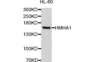 Western blot analysis of extracts of HL-60 cells, using ARHGAP45 antibody (ABIN5997256) at 1/1000 dilution. (HMHA1 Antikörper)