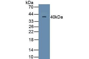 Detection of Recombinant MRP1, Human using Monoclonal Antibody to Motility Related Protein (MRP1) (CD9 Antikörper  (AA 112-195))